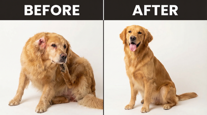Before and after: golden retriever showing improvement from GutBalance yeast drops